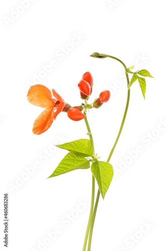 Foto Runner bean flower and foliage
