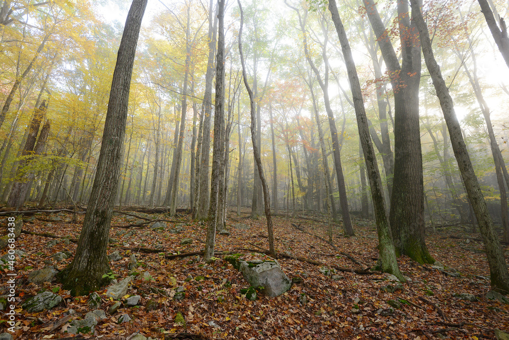 Obraz premium misty forest