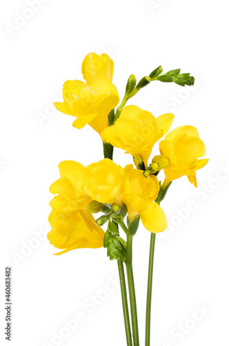 Yellow freesia flowers photo