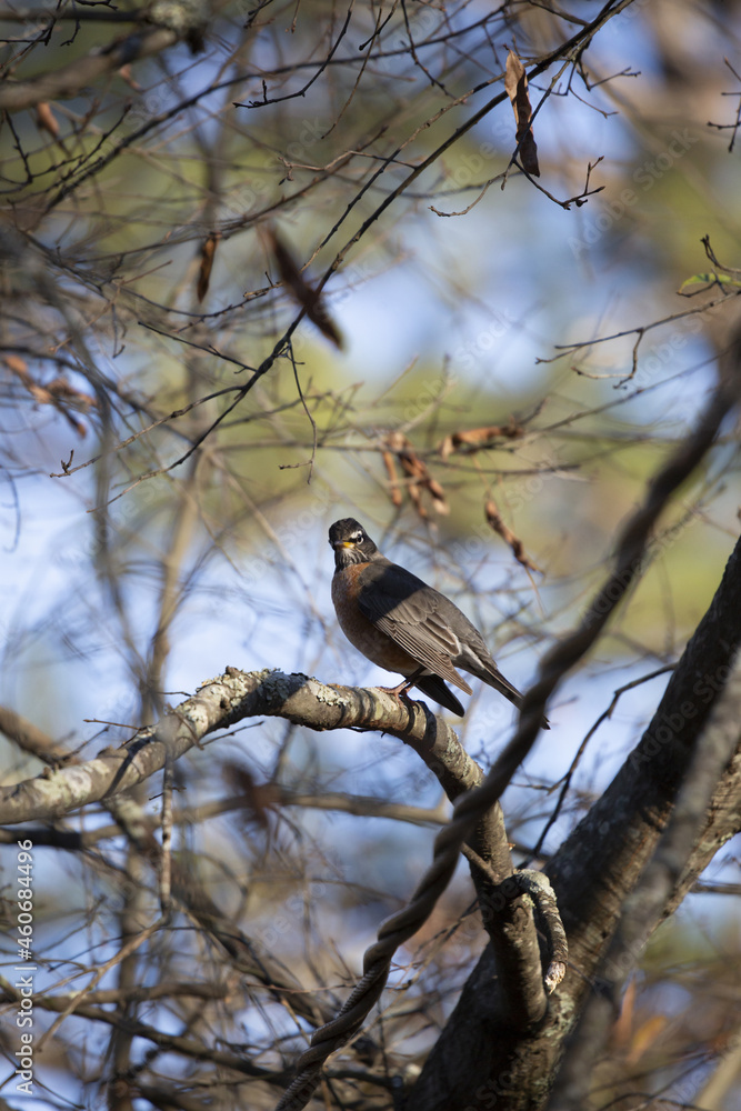American Robin Looking Around