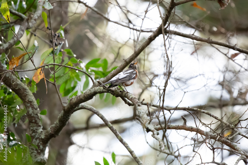 Curious Leucistic American Robin Curious Leucistic American Robin