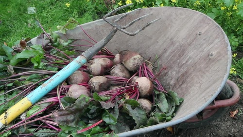 Red beets dug up and loaded in a wheelbarrow
