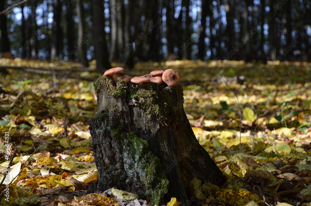 honey agarics on a stump in the forest honey agarics on a stump in the forest