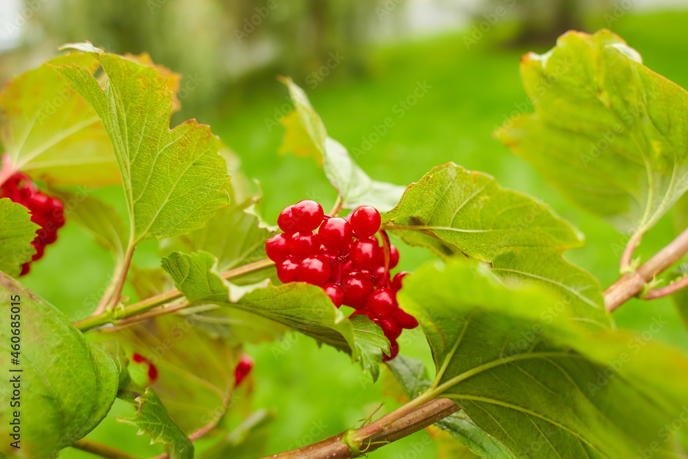 Autumn rowan tree with red berries. The rowan in close-up. Autumn rowan tree with red berries. The rowan in close-up.