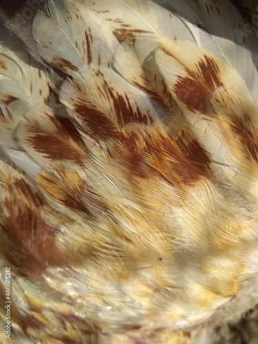 Bird feathers, close-up