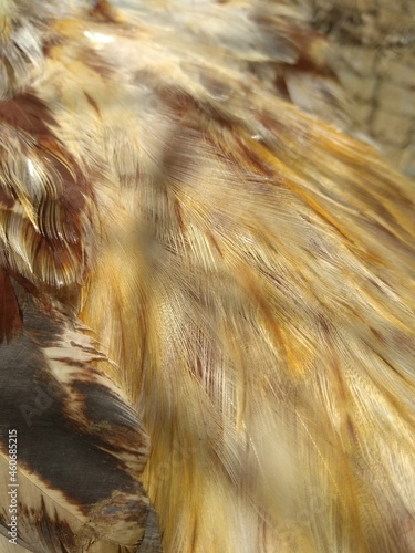 Bird feathers, close-up