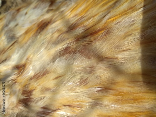 Bird feathers, close-up