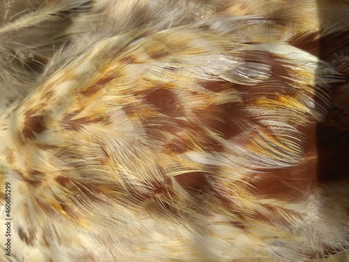 Bird feathers, close-up