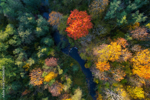 Beautiful colors of autumn. Forest and river photographed with a drone on sunny day. Regional park of neris in Lithuania. Real is beautiful 
