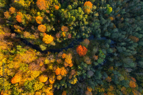 Wallpaper Mural Beautiful colors of autumn. Forest and river photographed with a drone on sunny day. Regional park of neris in Lithuania. Real is beautiful   Torontodigital.ca