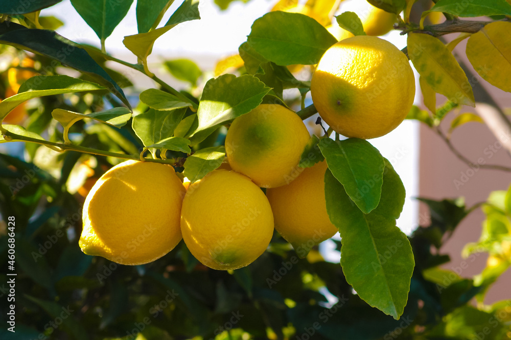 Lemons hanging from a tree in a lemon grove, sunlight