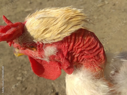 Rooster with a fashionable haircut