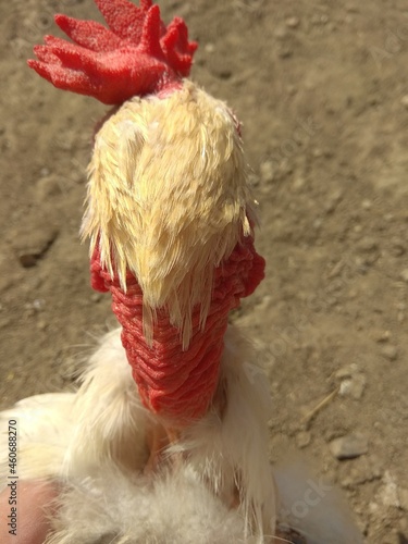 Rooster with a fashionable haircut