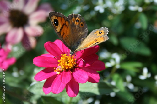 Fototapeta Fleurs et papillon