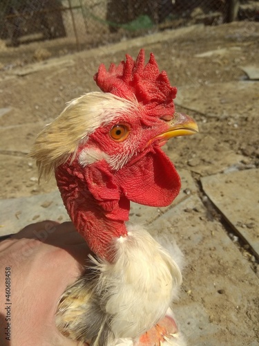 Rooster with a fashionable haircut