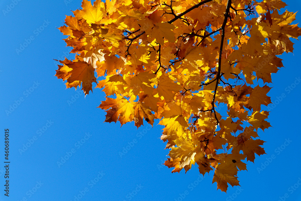 colorful yellow autumn maple leaves on bright blue sky background colorful yellow autumn maple leaves on bright blue sky background