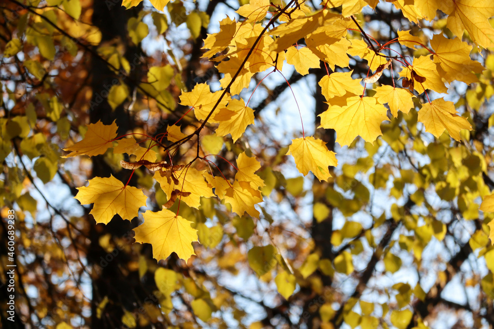 autumn maple leaves on a branch with blue october sky background