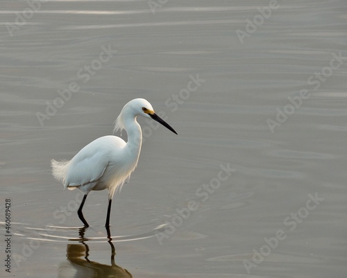 heron in the pond