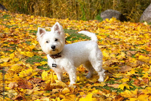 West highland white terrier puppy stands in yellow fallen leaves