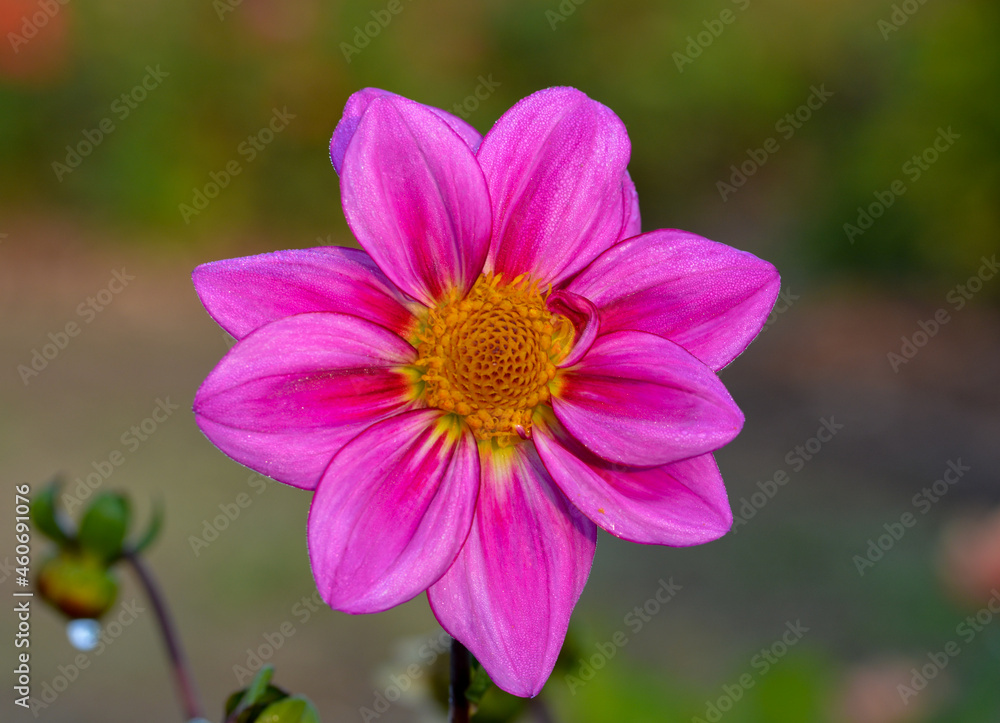 Dahlia
