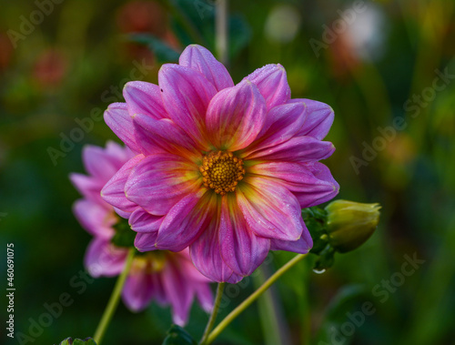 Dahlia