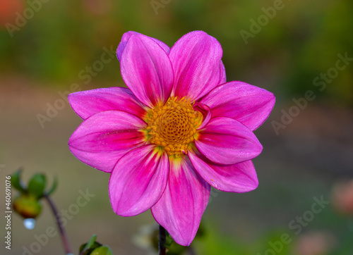 Dahlia