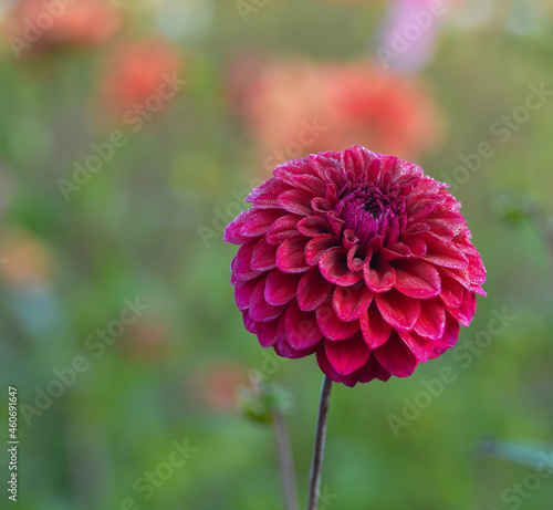 Dahlia