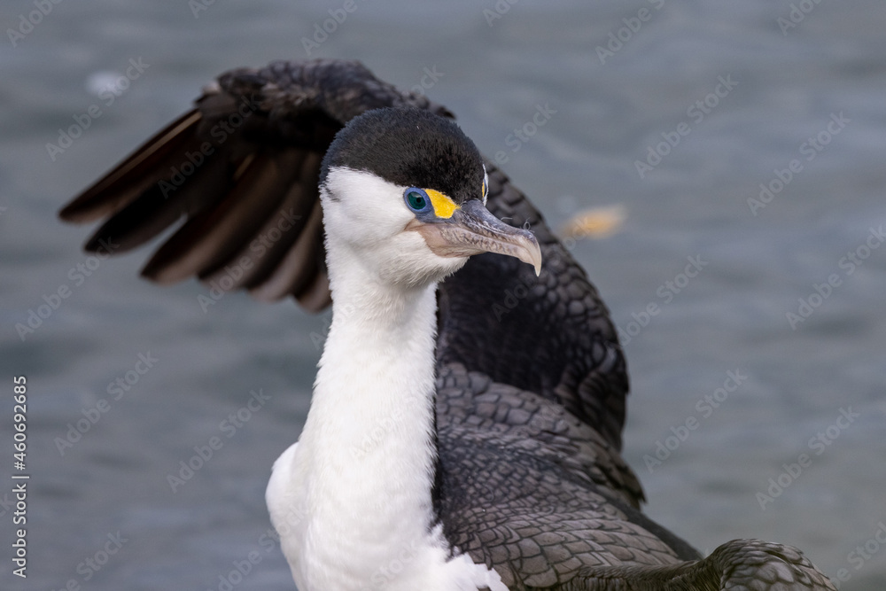 Pied Shag / Cormorant in Australasia Pied Shag / Cormorant in Australasia