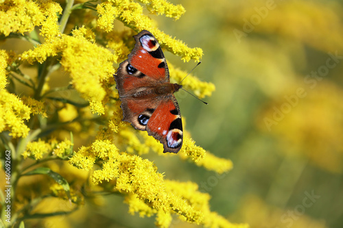 Piękny motyl siedzi na żółtym kwiatku. photo