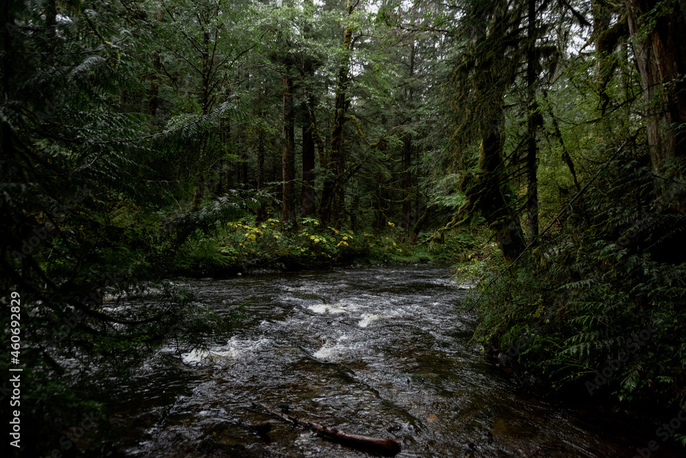 stream in the forest stream in the forest