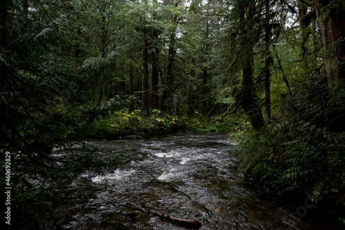 stream in the forest