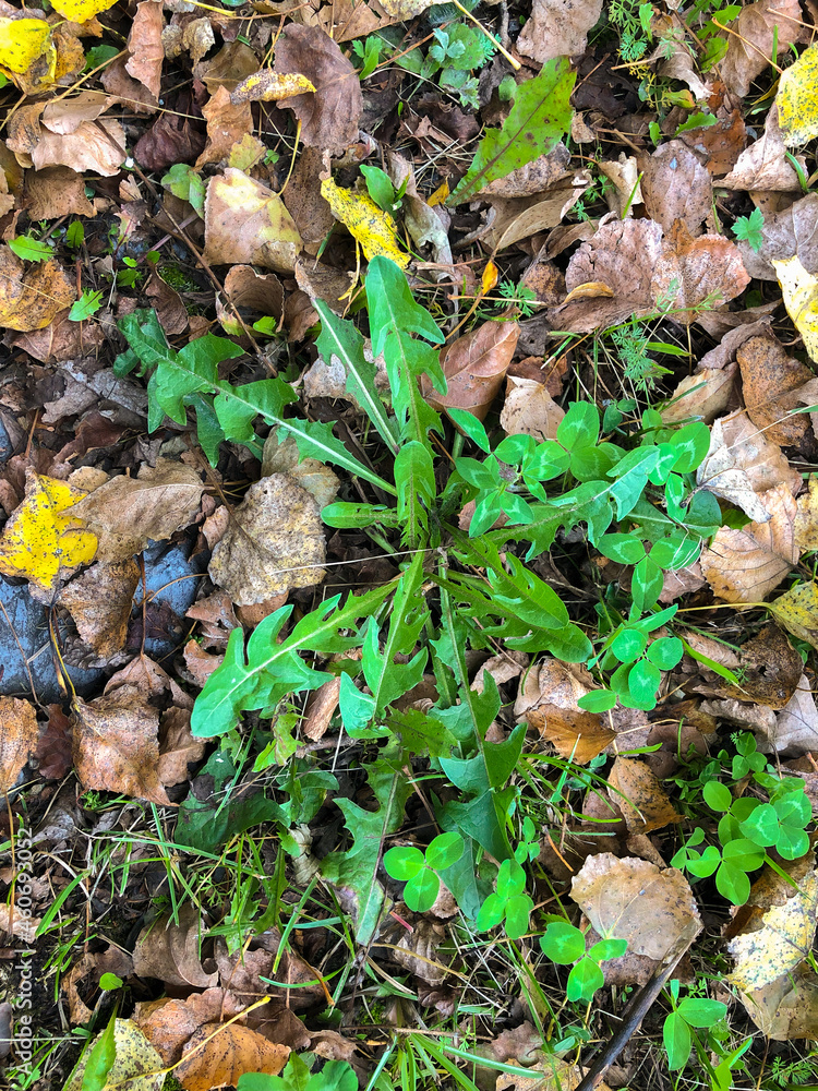 SCHAAN, LIECHTENSTEIN, SEPTEMBER 27, 2021 Dandelion leafs in a garden SCHAAN, LIECHTENSTEIN, SEPTEMBER 27, 2021 Dandelion leafs in a garden