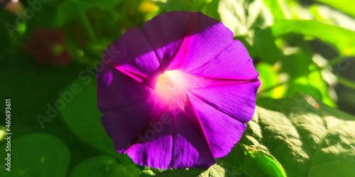 Violet ipomoea