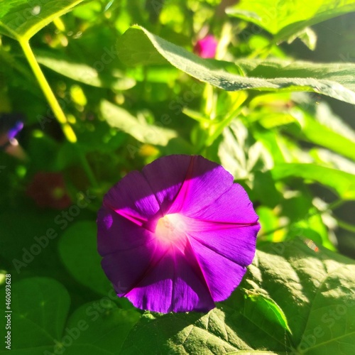 Violet ipomoea