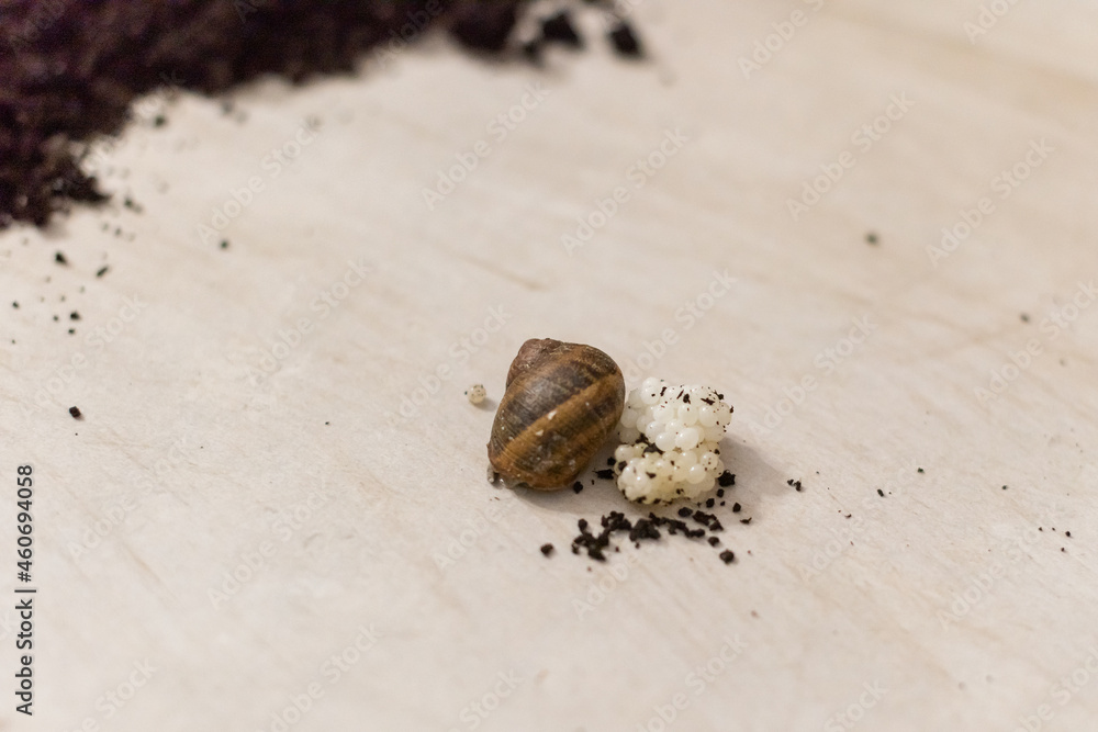 Close up. Snail shell and its heap of white caviar on the background of the table. Close up. Snail shell and its heap of white caviar on the background of the table.