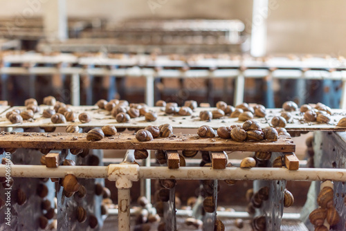 Close up. Snail farming business. Farm inside.