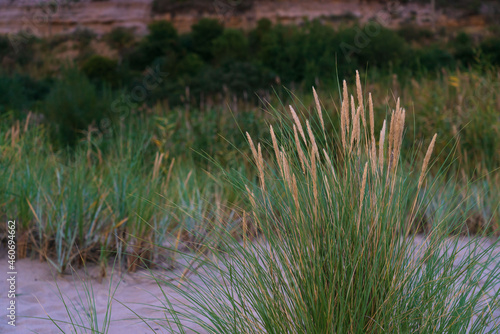 Grass on the evening beach