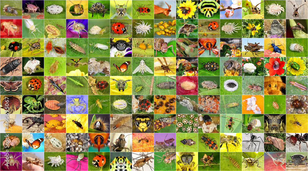 Fototapeta premium Biodiversity and colors in the insect world. Set of insects. Macro
