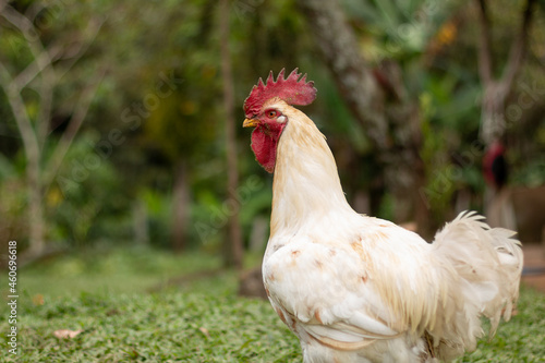 Big white rooster in the green savannah. Big red rooster crest. Rooster about to crow. Alpha male of the farm.