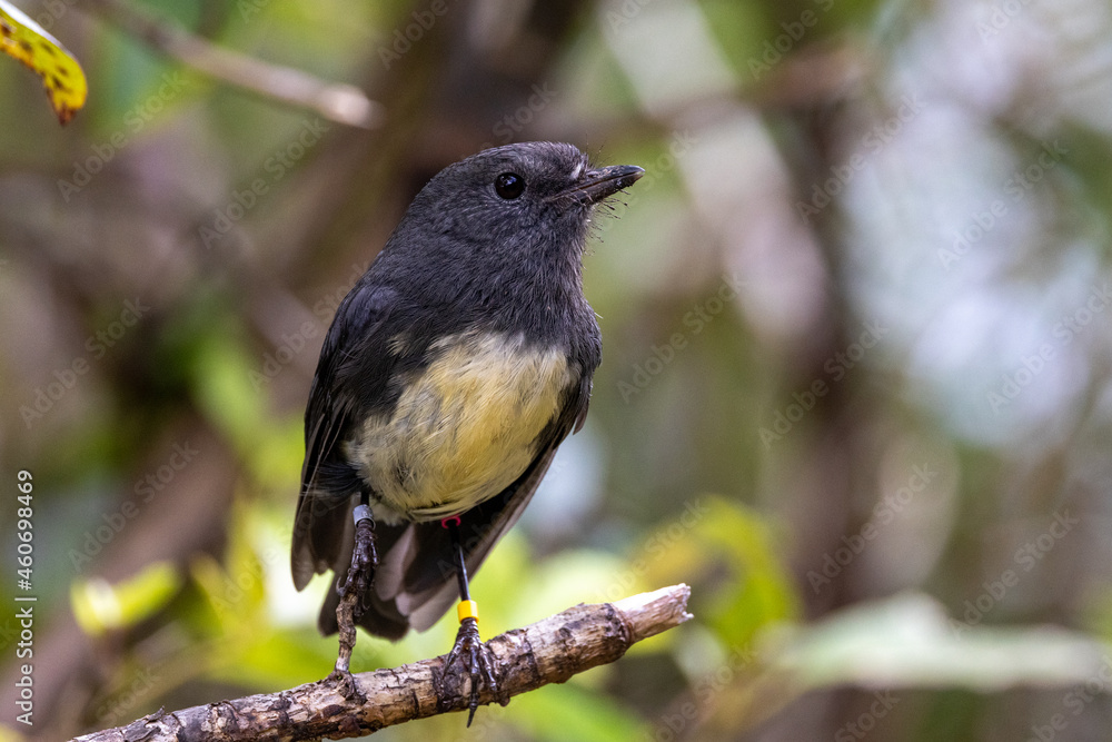 Fototapeta premium South Island Robin in New Zealand