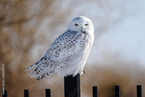 Harfang des neiges, canada