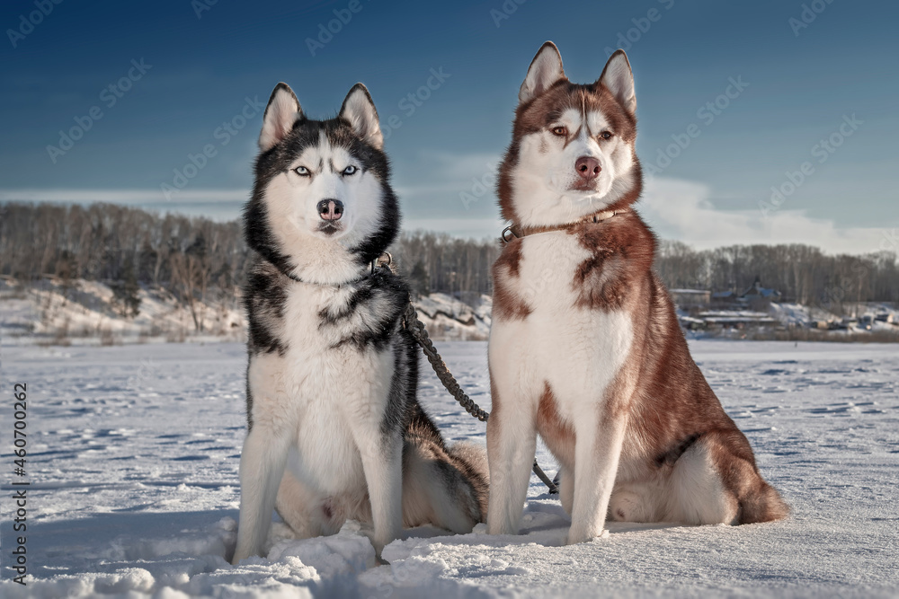 Two beautiful Siberian husky dogs sit in the snow against the backdrop of a sunny winter landscape. Two beautiful Siberian husky dogs sit in the snow against the backdrop of a sunny winter landscape.