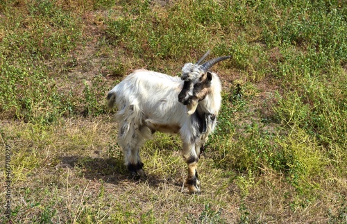 Black and white goat with a goate grazing on the lawn