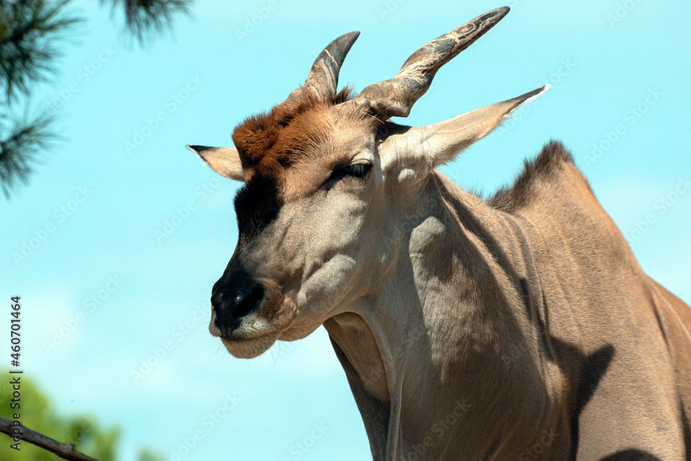 Portrait  of a Common Eland