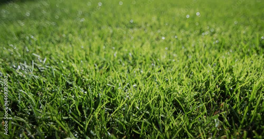 Dew droplets condensed on the green grass. Freshness and purity concept Dew droplets condensed on the green grass. Freshness and purity concept