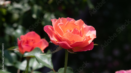 Wallpaper Mural Flower Closeups of Beautiful Roses of Several Colors from multiple Species! Torontodigital.ca