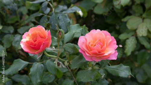 Flower Closeups of Beautiful Roses of Several Colors from multiple Species 