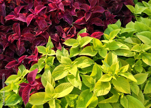 Plant with red and green leaves close up.