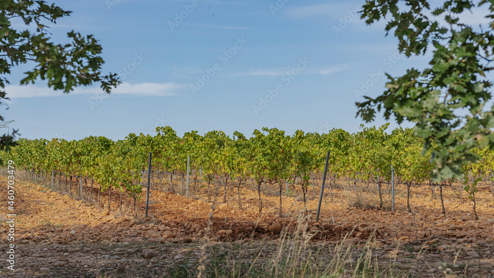 Red stones in the vineyards of Chateauneuf-du-Pape Red stones in the vineyards of Chateauneuf-du-Pape