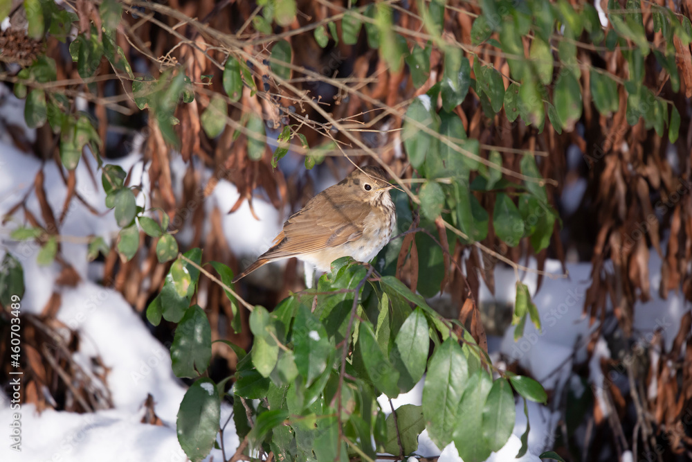 Curious Hermit Thrush in the Snow